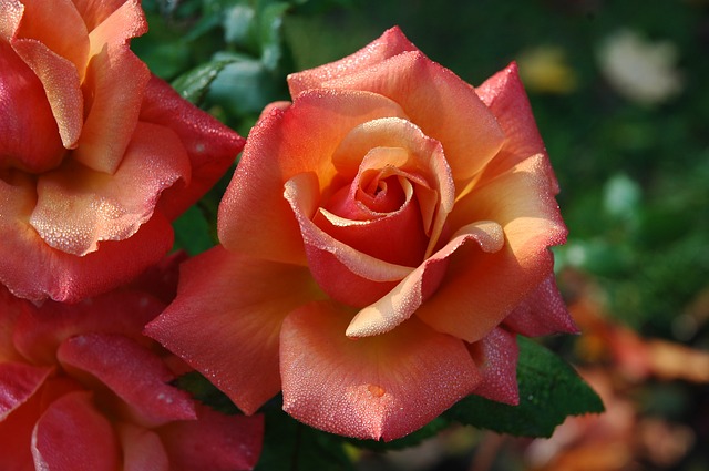rozkvetlé růže